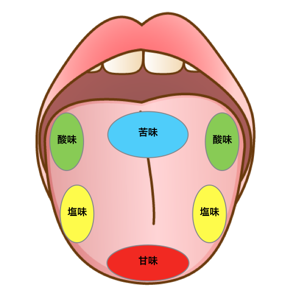舌 の 構造